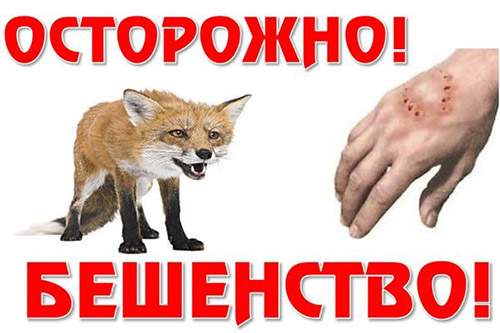 Бешенство – это смертельное заболевание