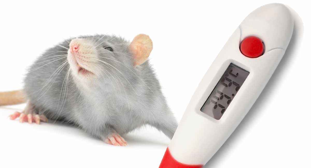 Профилактика геморрагической лихорадки с почечным синдромом