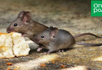 Профилактика заболеваний, передающихся крысами